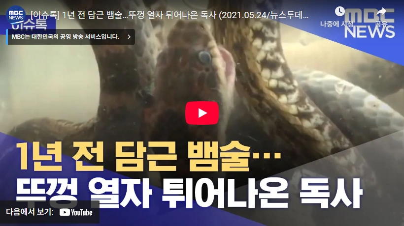 한국 독사 종류 살모사 (살무사), 쇠살모사, 까치살모사, 유혈목이 (꽃뱀) 어마무시한 독사의 생명력