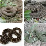 한국 독사 종류 살모사 (살무사), 쇠살모사, 까치살모사, 유혈목이 (꽃뱀) 한국 독사 종류 살모사 (살무사), 쇠살모사, 까치살모사, 유혈목이 (꽃뱀)