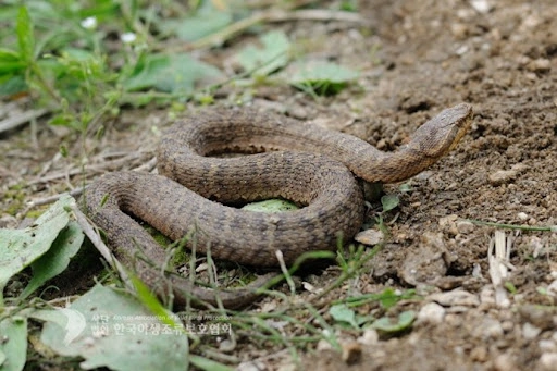 한국 독사 종류 살모사 (살무사), 쇠살모사, 까치살모사, 유혈목이 (꽃뱀) 한국의 독뱀 쇠살모사