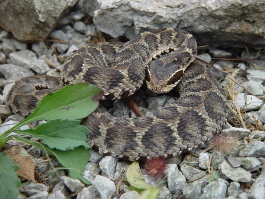 한국 독사 종류 살모사 (살무사), 쇠살모사, 까치살모사, 유혈목이 (꽃뱀) 한국의 독사 살무사 (살모사)